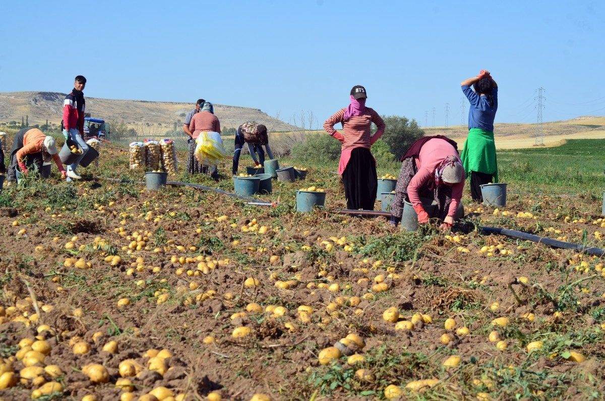 aksarayda-tarlalarda-patates-fiyatlari-dibi-gordu-5-tlden-satiliyor-0-Qrzs4UTv Aksaray'da tarlalarda patates fiyatları dibi gördü : 5 TL'den satılıyor