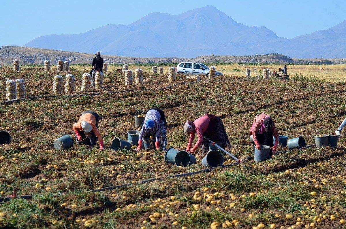 aksarayda-tarlalarda-patates-fiyatlari-dibi-gordu-5-tlden-satiliyor-2-mNpinEVK Aksaray'da tarlalarda patates fiyatları dibi gördü : 5 TL'den satılıyor