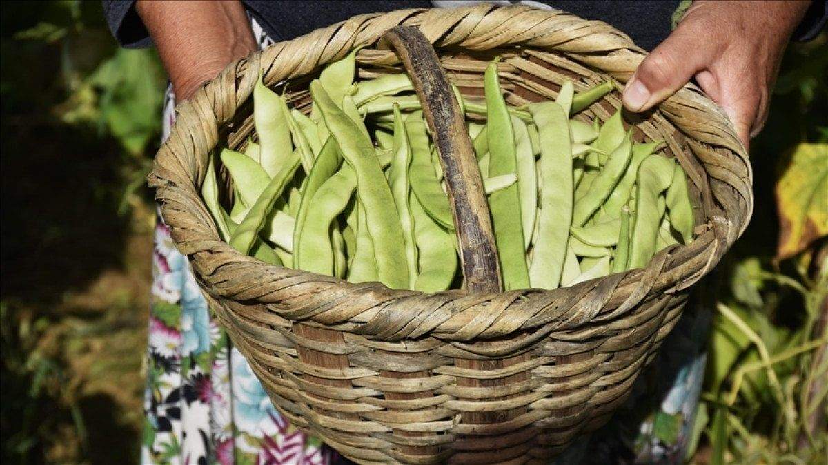 aydinda-sezona-rekor-fiyatla-baslayan-taze-fasulye-ureticisini-uzdu-0-FEFY2Thq Aydın'da sezona rekor fiyatla başlayan taze fasulye üreticisini üzdü