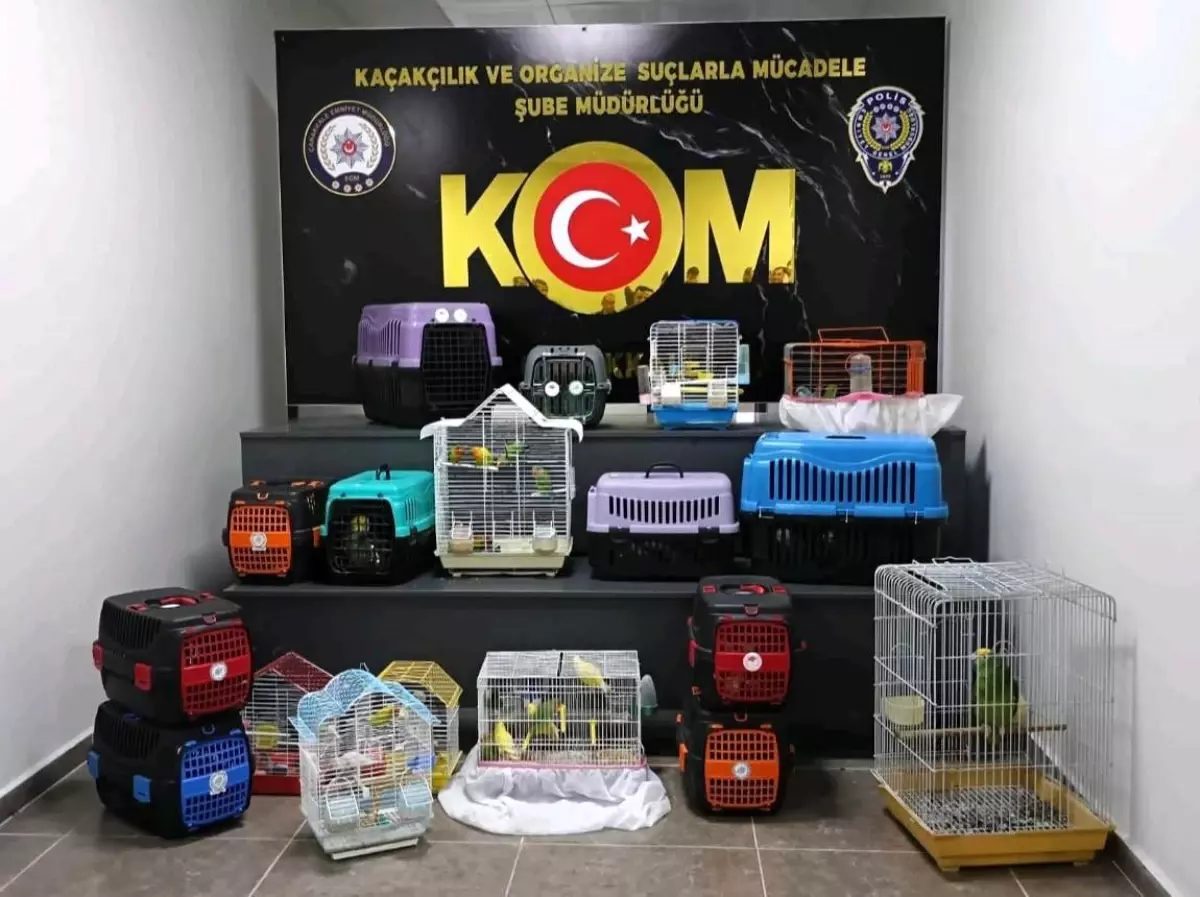 Çanakkale’de 63 Kaçak Papağan Ele Geçirildi