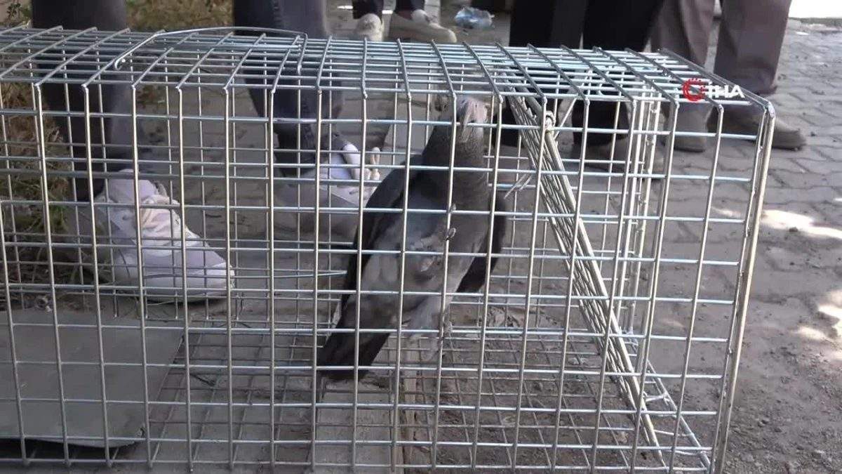 Elazığ’da ‘Kübra’ diye seslenen papağan bulundu, sahibine ulaşılmaya çalışılıyor