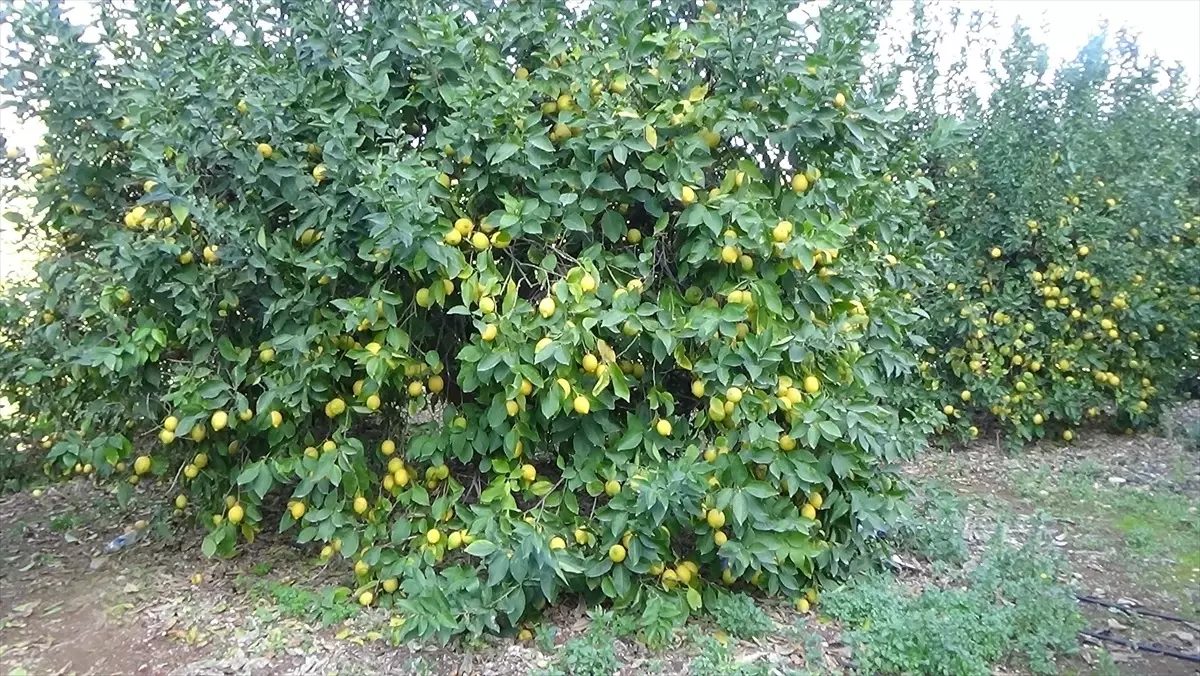 erdemlide-limon-hasadi-devam-ediyor-SnRNEg46.jpg