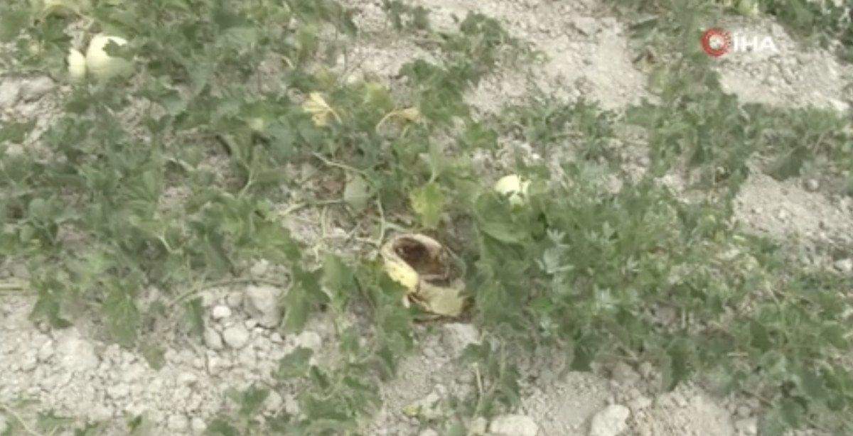 istanbulda-yaban-domuzlari-kavun-tarlalarina-dadandi-0-wtft9xll İstanbul'da yaban domuzları kavun tarlalarına dadandı