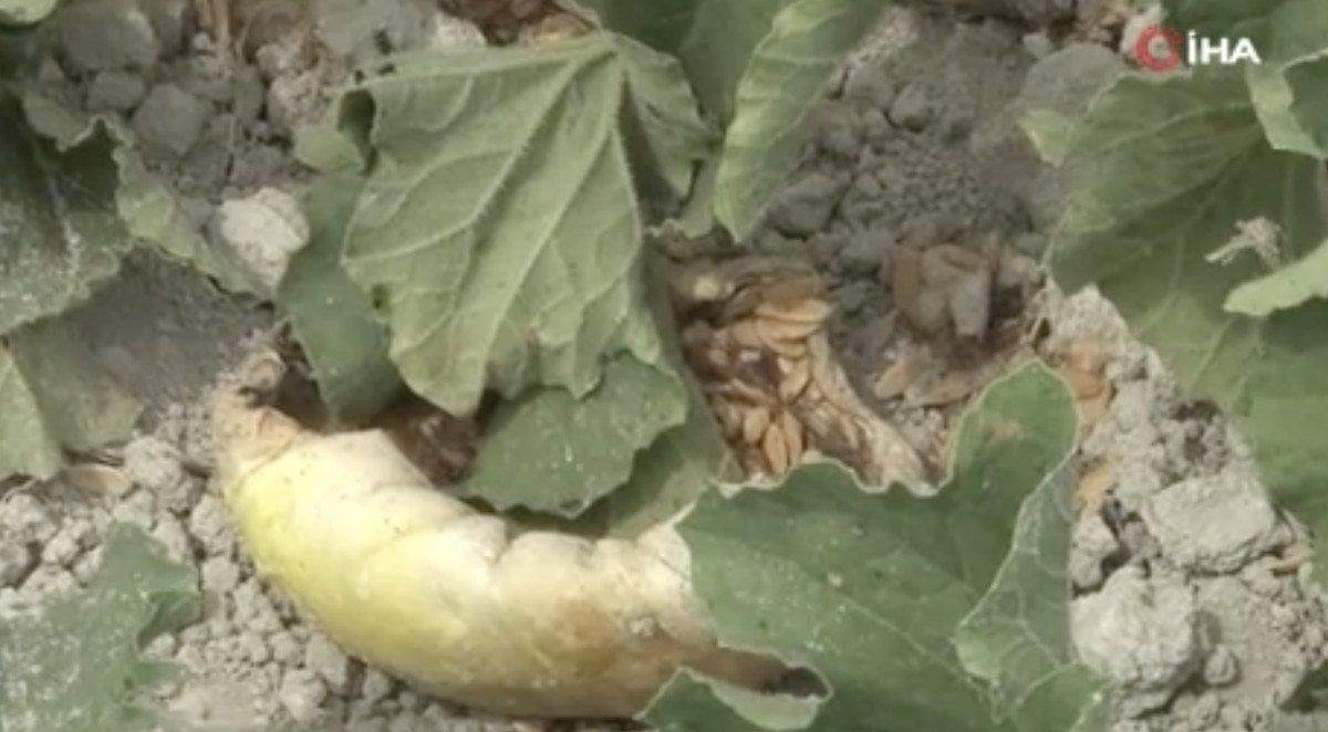 istanbulda-yaban-domuzlari-kavun-tarlalarina-dadandi-1-I6HAqiDe İstanbul'da yaban domuzları kavun tarlalarına dadandı