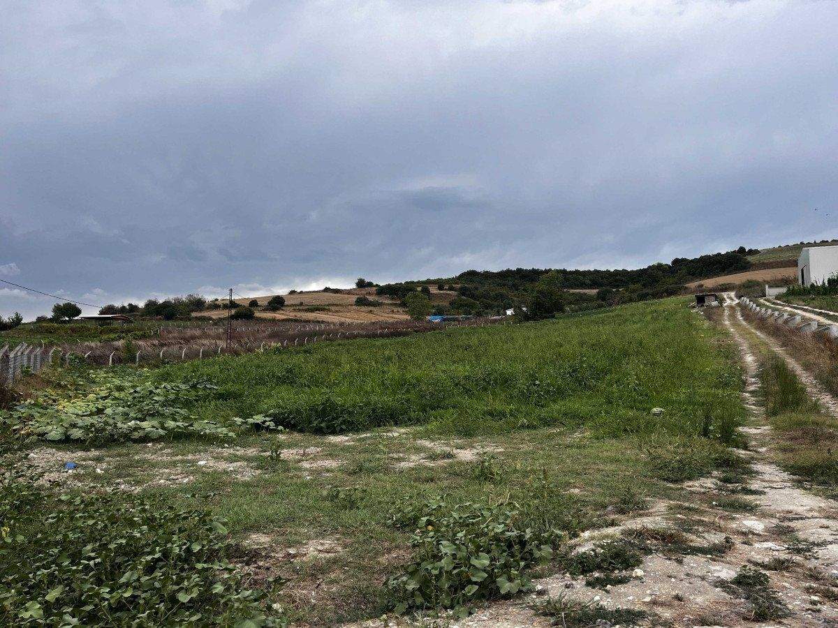 istanbulda-yaban-domuzlari-kavun-tarlalarina-dadandi-2-9eKNNd6z İstanbul'da yaban domuzları kavun tarlalarına dadandı