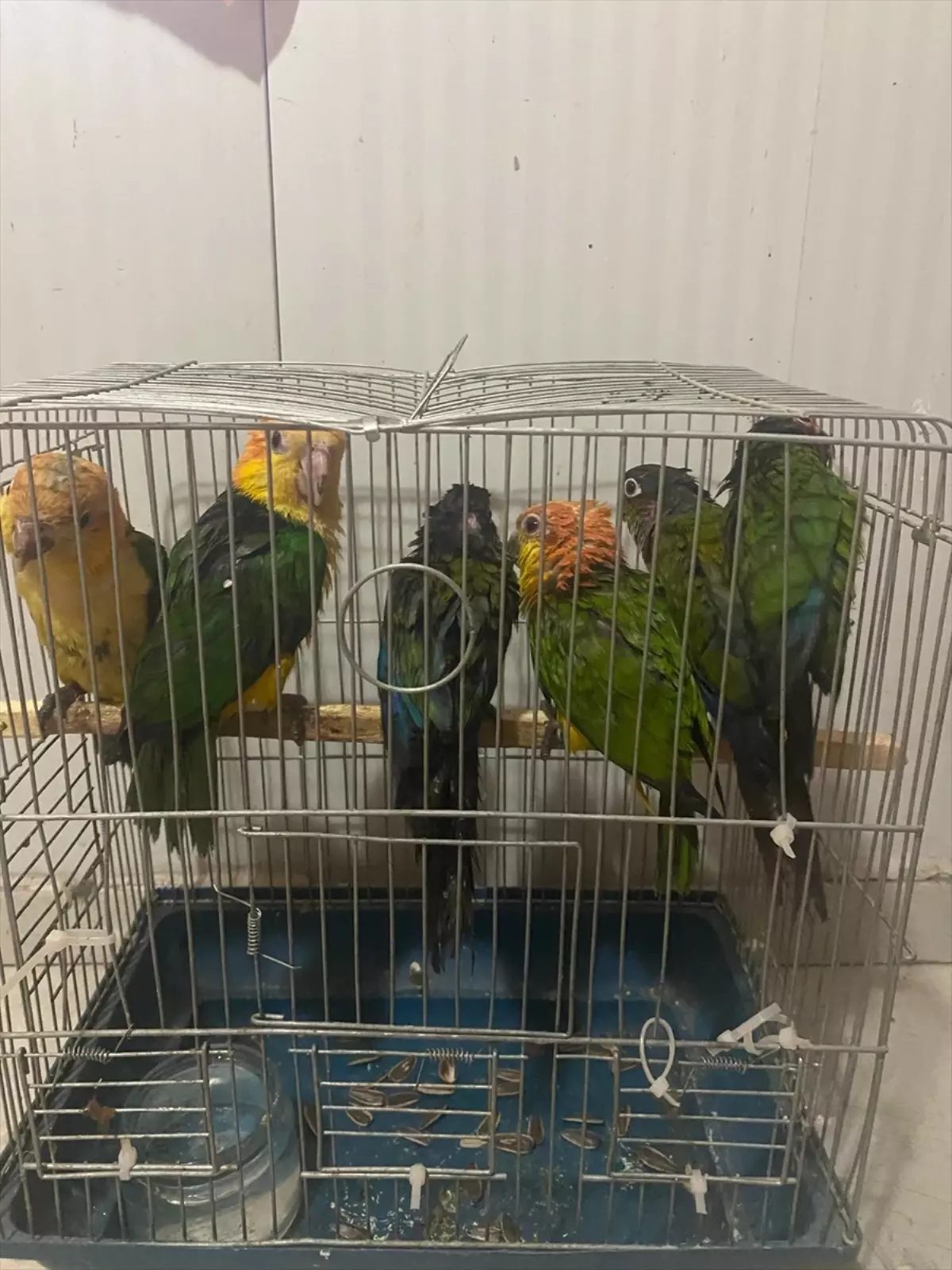 Şırnak’ta Kaçak Papağanlar Muhafaza Altına Alındı